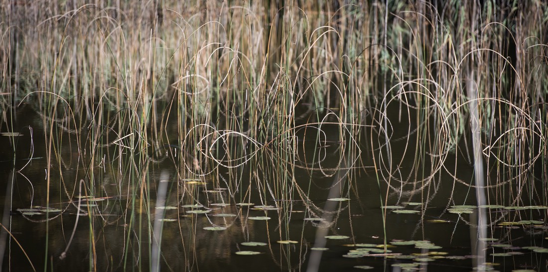 2014 10 19 - 023 - Mille étangs