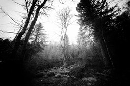 2015_03_29_Lac_Forlet_093_SilverFx_037