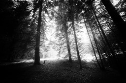 2015_03_29_Lac_Forlet_136_SilverFx_037