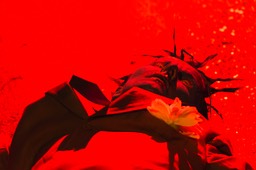 2015_07_18_Scènes_de_rue_(D4s)_329