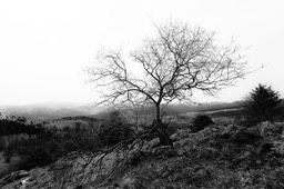 2016_04_03_Vosges_087_SFx_012