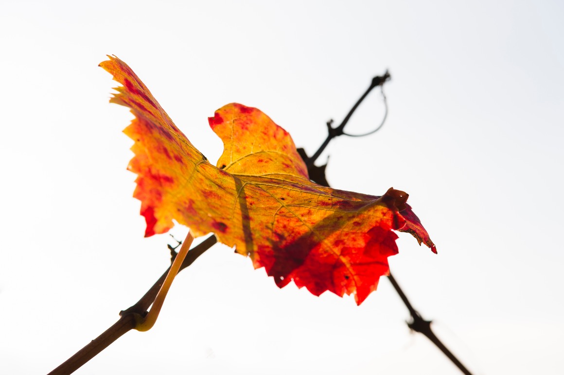 2016 10 30 Bollenberg 007