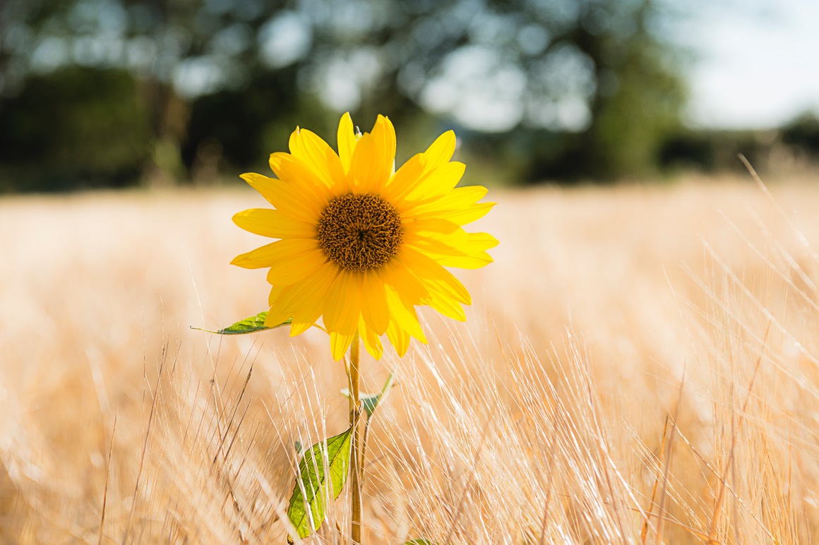 2017 06 24 30 Vacances 1162 PS