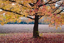 2018_11_04_Schoppenwihr_091_PS