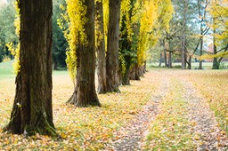 2018_11_04_Schoppenwihr_113_PS