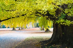 2018_11_04_Schoppenwihr_252_PS