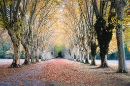 2018_11_04_Schoppenwihr_263_PS_CFx