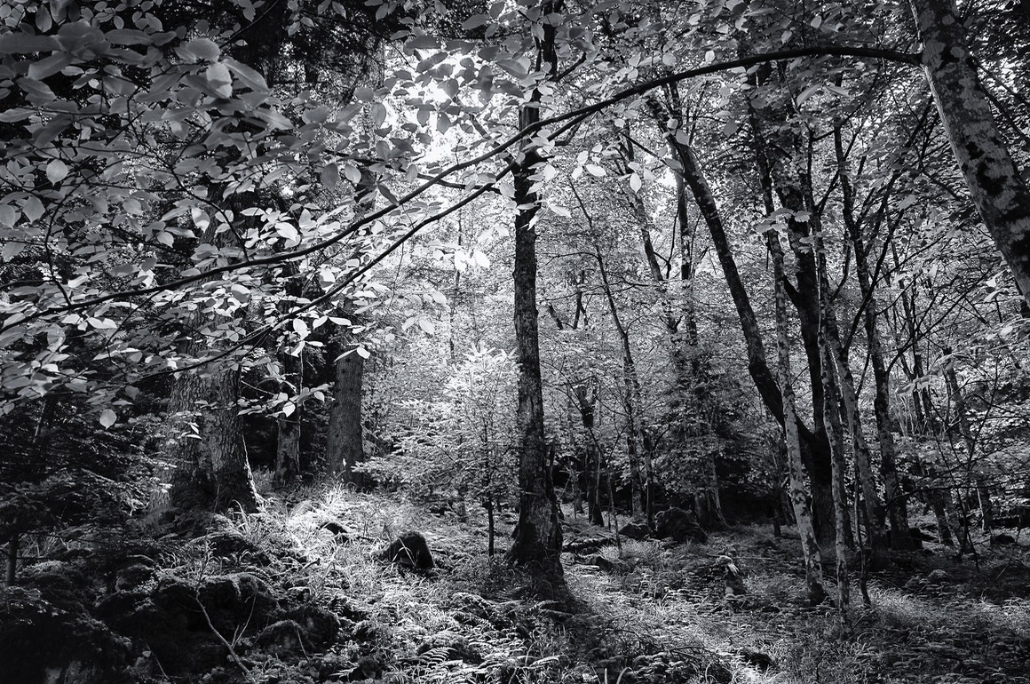 2019 06 23 Stosswihr 050 PS SFx 006