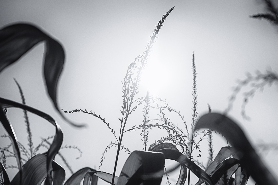 2019 09 21 Obernai 010 PS SFx 019